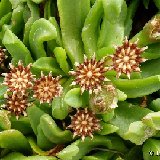 GLOTTIPHYLLUM (Mesembryanthemaceae)